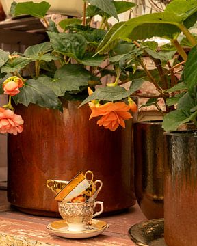 Stilleven, Green House Chinees porselein en Begonia in koperen pot