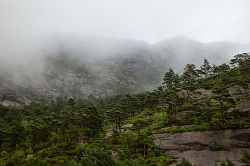 Bergen en Bos in de Mist, Noorwegen
