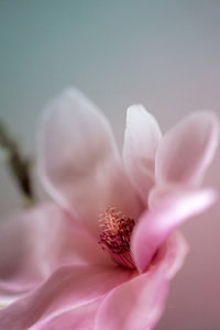 magnolia