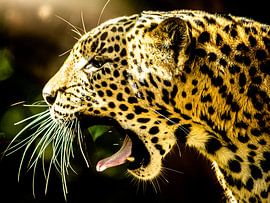 Leopard. Der Schrei von Lilian Heijmans