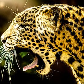 Leopard. The scream by Lilian Heijmans