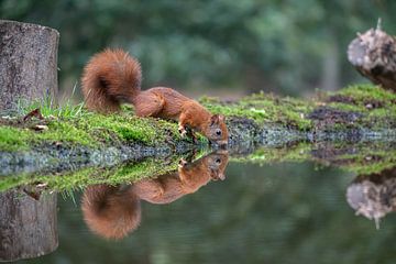 Das trinkende Eichhörnchen von Guy Bostijn