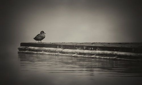 Le canard dans le brouillard