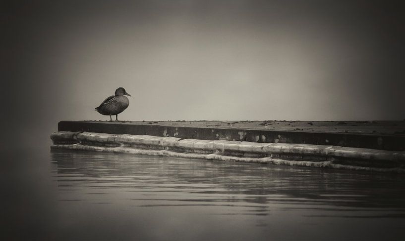 The duck in the fog by Maickel Dedeken
