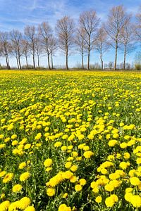 Feld mit gelben Löwenzahn auf der Wiese und Reihe mit Bäumen