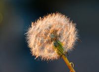 pissenlit fluff dans la lumière du soir