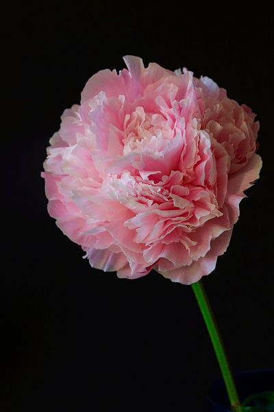 Still life with peony by Thomas Jäger