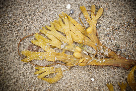 Seaweed