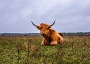 Schotse hooglander   Landgoed Huis ter Heide van Freddie de Roeck thumbnail