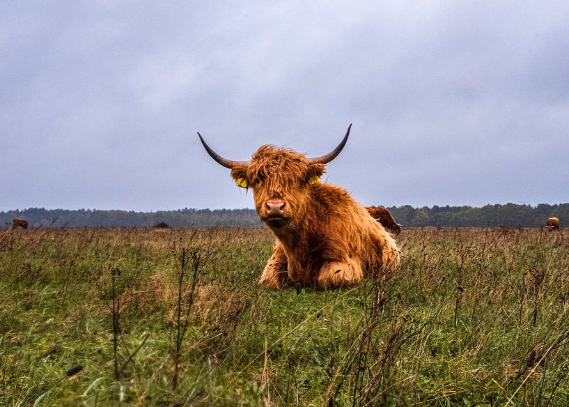 Schotse hooglander   Landgoed Huis ter Heide van Freddie de Roeck