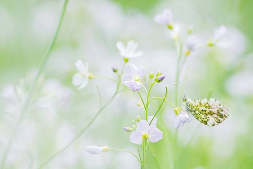Vlinder, het oranjetipje
