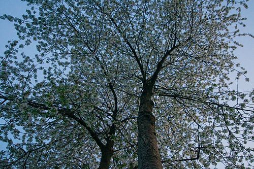 lentebloesem in de bomen van onderuit belicht