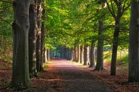 Royal Estates called 'Koninklijke Landgoederen de Horsten'