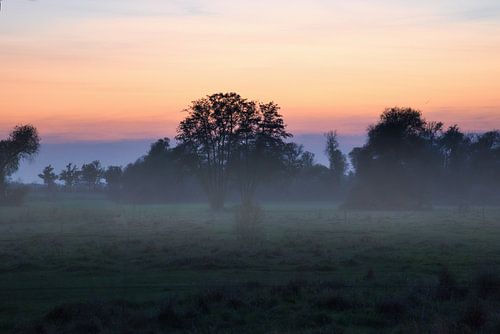 Boom in een weiland in de mist bij zonsopgang