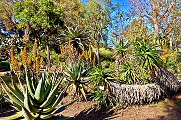 Paradijselijke cactussen in de botanische tuin van Palermo van Silva Wischeropp