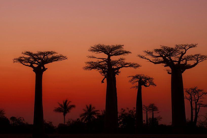 Allée des Baobabs par Dirk-Jan Steehouwer
