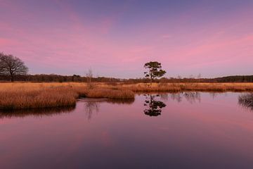 Boom weerspiegeld in een ven van KB Design & Photography (Karen Brouwer)