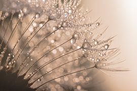 Warme champagne, bruine tinten kleuren de pluisjes van de paardenbloem van Marjolijn van den Berg