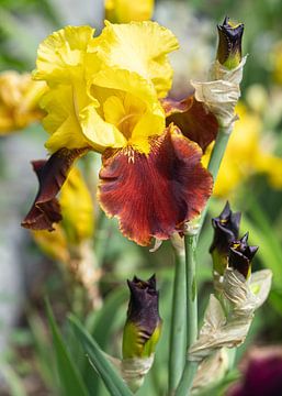 Irissen, Iris barbata van Alexander Ludwig