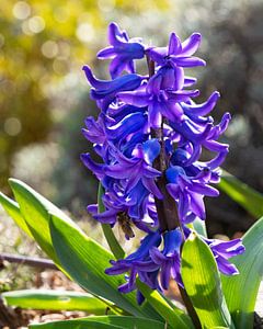 Gartenhyazinthe (Hyacinthus orientalis)