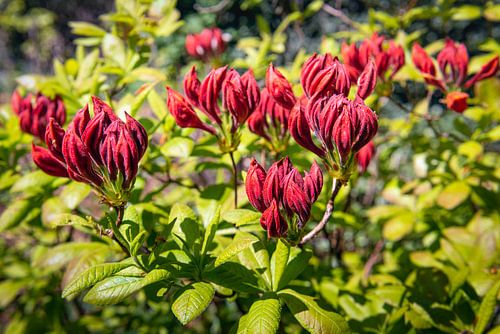Donkerrode knoppen van een Azalea Mollis struik