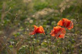Mohnblumen auf der Wiese von Kimfaesdesign