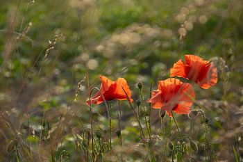 Des coquelicots dans la prairie