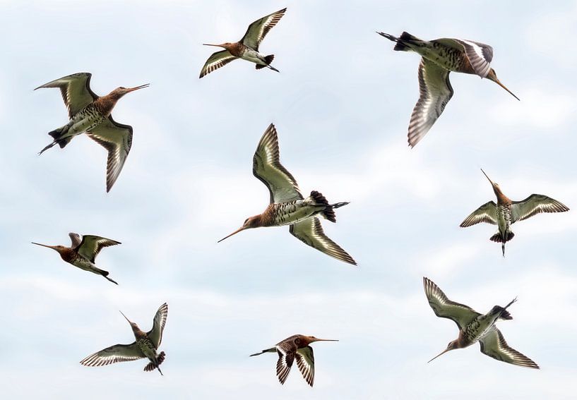 Fliegenden Godwits von Marcel van Balken