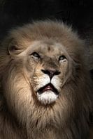 Majestic portrait of a white lion