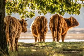 Highlanders von Bas Fransen