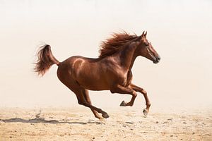 cheval au galop | photographie de cheval | renard | finearts