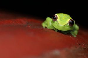 Grenouille à pois