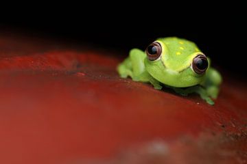 Polka-dot treefrog by Simon Hazenberg