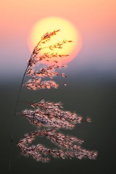 De zonsondergang van AnyTiff (Tiffany Peters)