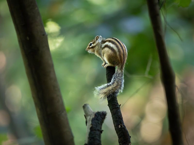 Sibirisches Eichhörnchen von Silvia Thiel