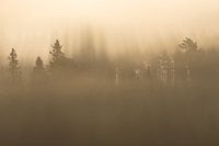 Magic foggy forest during the golden hour in Sweden
