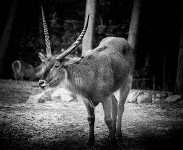 Tiere | Antilope von Sylvana Portier