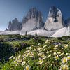 Alpenblumen am Fusse der drei Zinnen in den Dolomiten von Voss Fine Art Fotografie