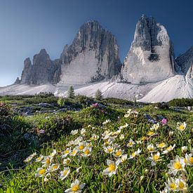 Alpine flowers at the foot of the Three Peaks in the Dolomites by Voss Fine Art Fotografie