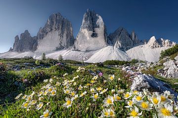 Fleurs alpines au pied des Trois Cimets dans les Dolomites