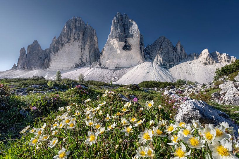 Alpenbloemen aan de voet van de Drie Toppen in de Dolomieten van Voss fotografie