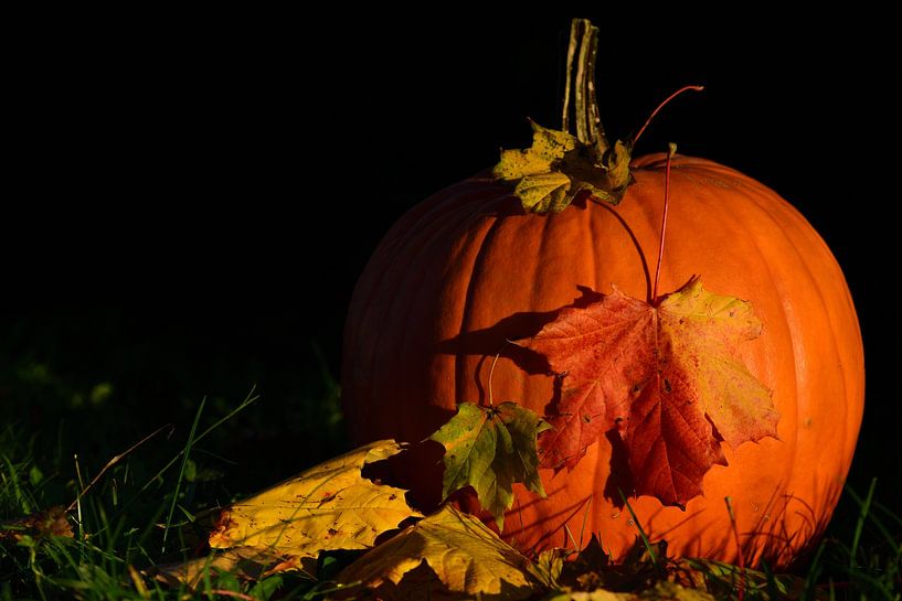 Orangener Kürbis im Herbst von Ulrike Leone