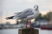 Volendam | Oiseau | Mouette à tête noire