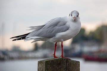 Volendam | Oiseau | Mouette à tête noire sur Claudia van Kuijk
