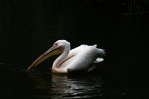 Pelikan