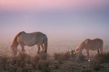 Wilde paarden grazen bij zonsopgang in een mistig veld, Noord-Holland, Nederland van Arda Acar