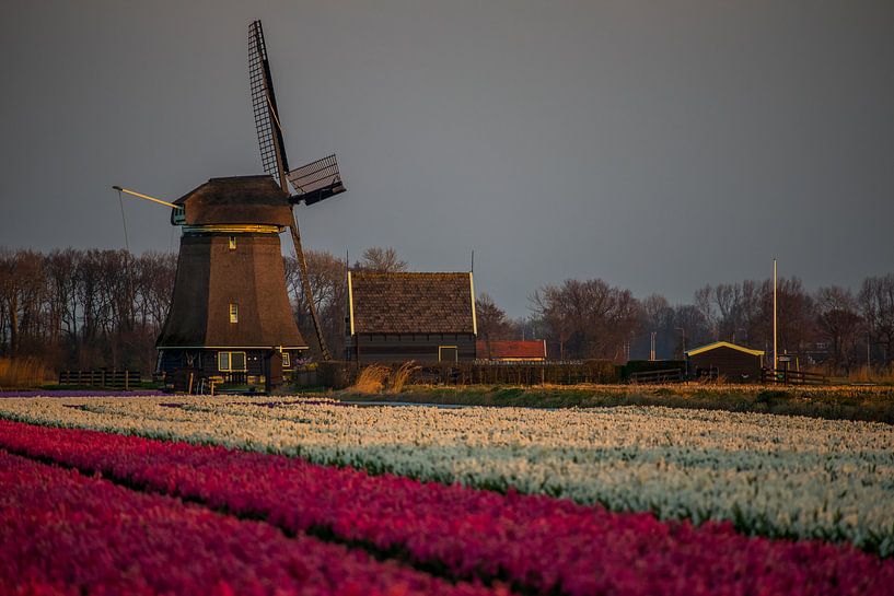 Zonsopgang bij Molen O-T by peterheinspictures