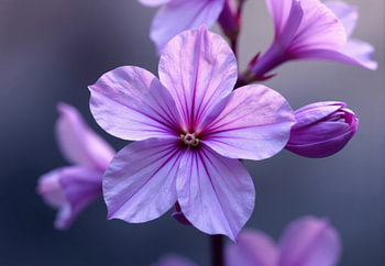 Nahaufnahme einer Lavatera-Blüte