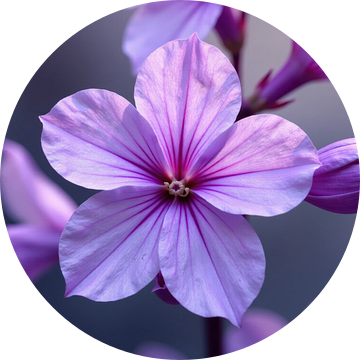 Close-up foto van een Lavatera bloem van Markus Gann