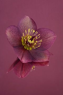Peace and simplicity: Still life with flower (of the Helleborus) by Marjolijn van den Berg
